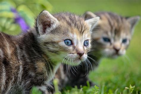 image d animaux